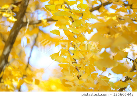 Bright Autumn Trees with Golden Leaves, Tokyo Dec 7 2024 125605442