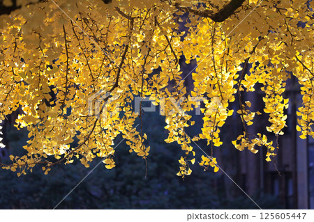 a Prestigious University of Tokyo Campus Japan Dec 7 2024 125605447
