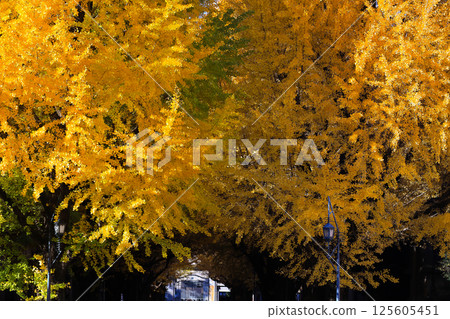 a Prestigious University of Tokyo Campus Japan Dec 7 2024 125605451