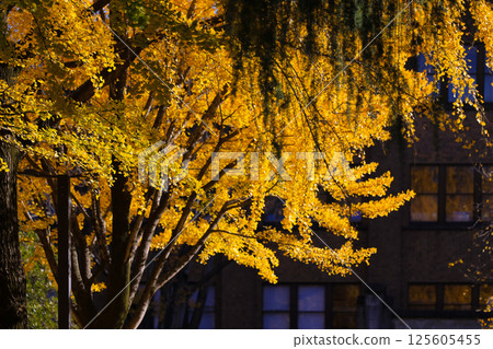 Bright Autumn Trees with Golden Leaves, Tokyo Dec 7 2024 Bright Autumn Trees with Golden Leaves, Tokyo Dec 7 2024 125605455