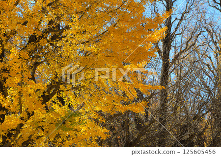 a Prestigious University of Tokyo Campus Japan Dec 7 2024 125605456