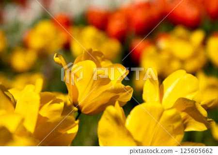 盛開的鬱金香花的特寫 盛開的鬱金香花的特寫 125605662