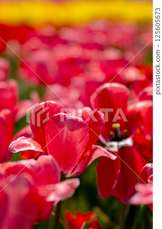 Close-up of a tulip flower in full bloom Close-up of a tulip flower in full bloom 125605673