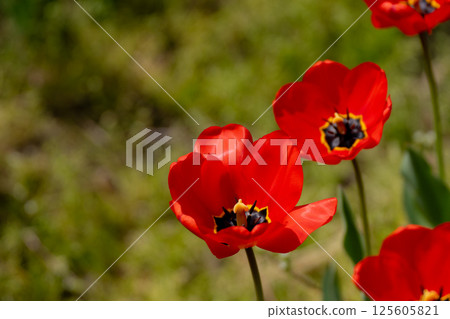 Tulip field Tulip field 125605821