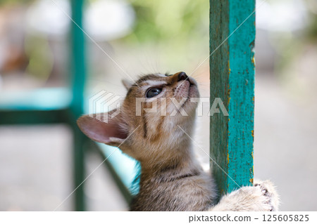 Playful tabby stray kitten playing outdoors 125605825