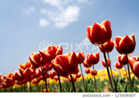 Tulip in full bloom and copy space in blue sky 125606007