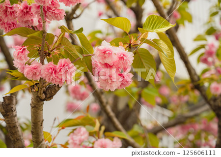 華麗的重瓣櫻花 125606111