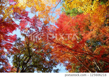 Vividly colored maple leaves Vividly colored maple leaves 125606218