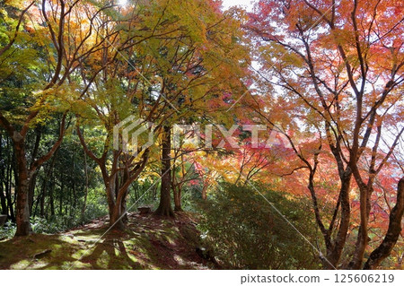 Vividly colored maple leaves Vividly colored maple leaves 125606219