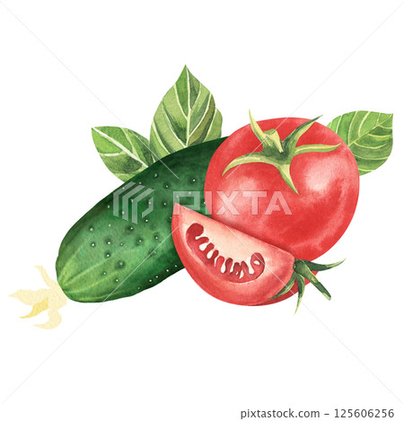 Fresh vegetables. Tomato with cucumber, basil leaf and greenery. Hand drawn watercolor illustration, isolated on white background. For restaurant, market, kitchen , decoration, stickers, books Fresh vegetables. Tomato with cucumber, basil leaf and greenery. Hand drawn watercolor illustration, isolated on white background. For restaurant, market, kitchen , decoration, stickers, books 125606256