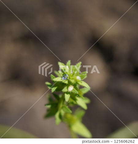 Tatiannnoffloth flowers 125606262
