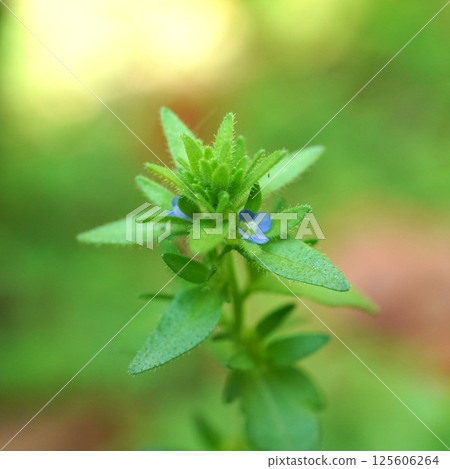 Tatiannnoffloth flowers 125606264