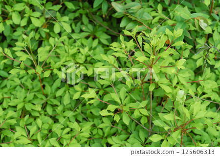 Photograph of a plant with yellow-green leaves taken in spring Photograph of a plant with yellow-green leaves taken in spring 125606313