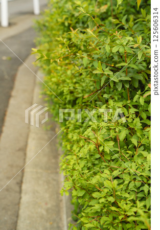 Weeds growing on the side of the road Weeds growing on the side of the road 125606314