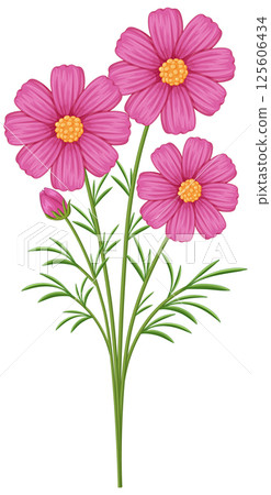 Vibrant Pink Cosmos Flower Vector Illustration 125606434