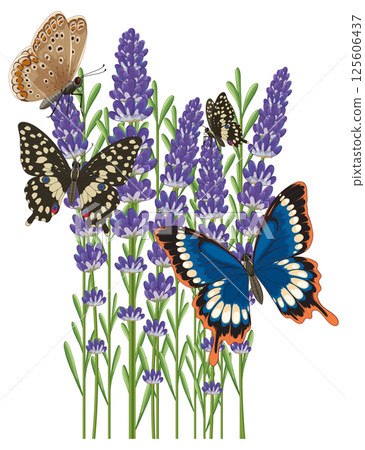 Butterflies and Lavender in Vibrant Vector Art 125606437