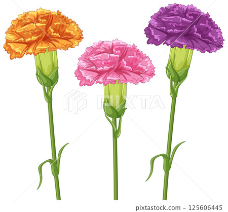 Colorful Carnations Vector Illustration Colorful Carnations Vector Illustration 125606445