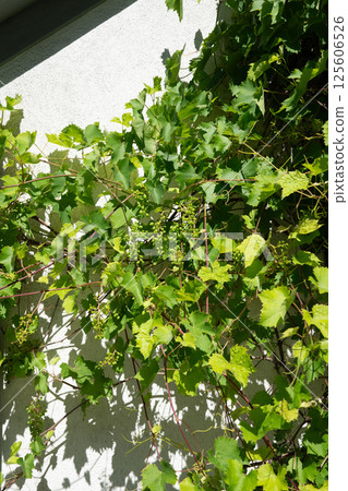 Young grape bunches and summer sunshine 125606526