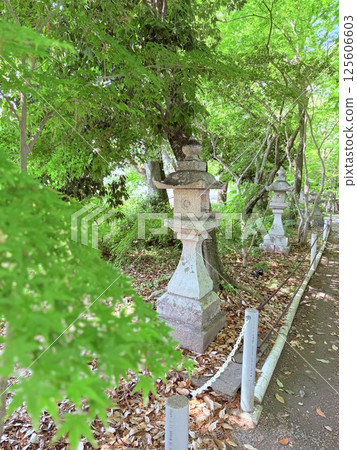 Stone Lanterns and Fresh Green Maple 125606603