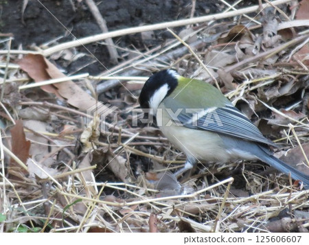Wild birds moving on the ground Wild birds moving on the ground 125606607
