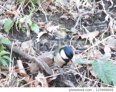 地面上移動的鳥類 125606608