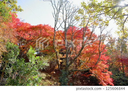 色彩鮮豔的楓葉 色彩鮮豔的楓葉 125606844