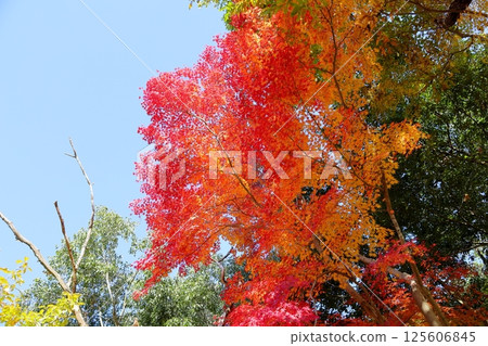 鮮豔的秋葉 鮮豔的秋葉 125606845