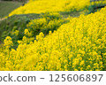 閃閃發光的黃色油菜花田，一股春天的氣息 125606897