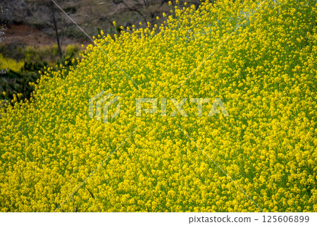 A carpet of vibrant rapeseed flowers in spring A carpet of vibrant rapeseed flowers in spring 125606899
