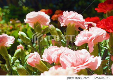 Carnation 125606959