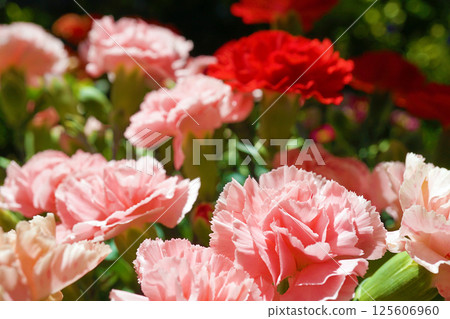 Carnation Carnation 125606960