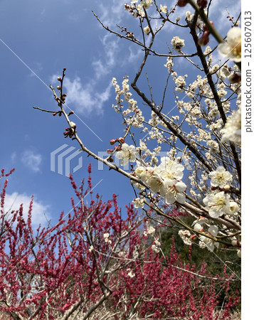 紅白梅花 125607013