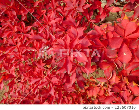 Autumn leaves of Doudendzi Autumn leaves of Doudendzi 125607016