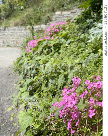Spring pink flowers with green leaves on town streets, Italy. Stone wall and building. Seasons and nature. Background for design. 125607125