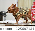 Side view of an adult Miniature Pinscher 125607184