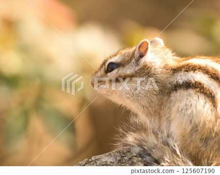 Chipmunk gazing into the distance 125607190