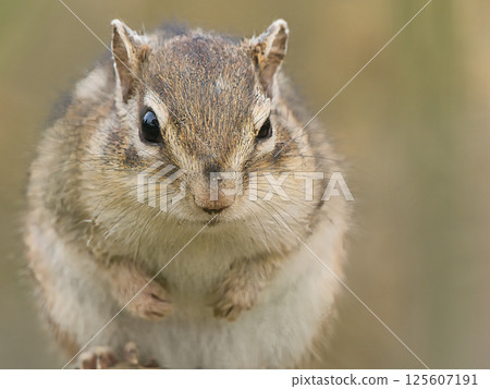 Chipmunk staring 125607191