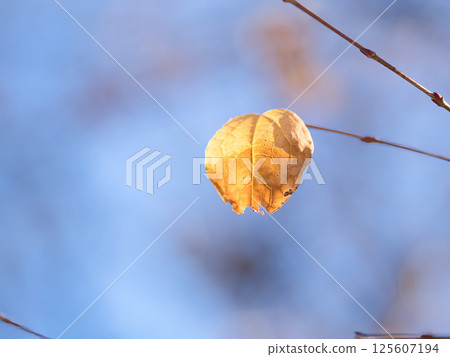 Autumnal katsura leaves Autumnal katsura leaves 125607194