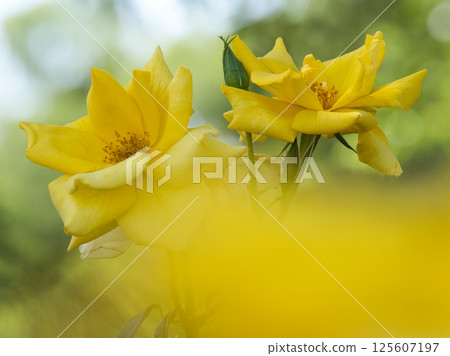 黃色玫瑰花 125607197
