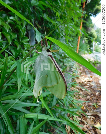 Newly emerged giant waterfowl Newly emerged giant waterfowl 125607206