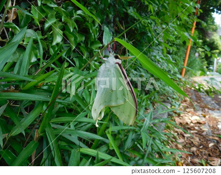 Newly emerged giant waterfowl Newly emerged giant waterfowl 125607208