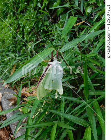 Newly emerged giant waterfowl 125607211