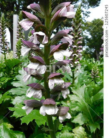 Acanthus, Harbor View Park 125607245