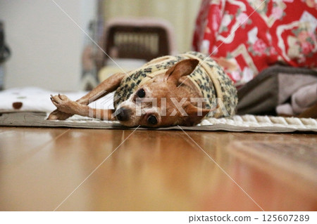 躺著的成年迷你杜賓犬 125607289
