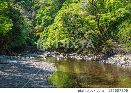 京都的清流，京都市右京區清瀧川 125607306