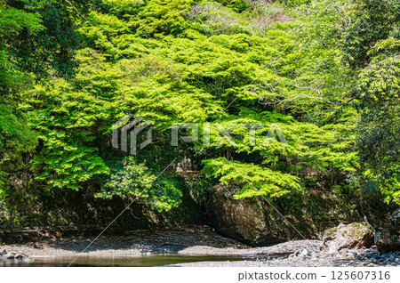 Kyoto's clear stream, Kiyotaki River, Ukyo Ward, Kyoto City Kyoto's clear stream, Kiyotaki River, Ukyo Ward, Kyoto City 125607316