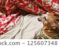 Adult Miniature Pinscher about to yawn 125607348