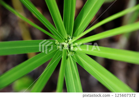 Cyperus alternifolium flower Cyperus alternifolium flower 125607372