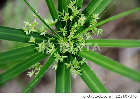 Cyperus alternifolium flower Cyperus alternifolium flower 125607376