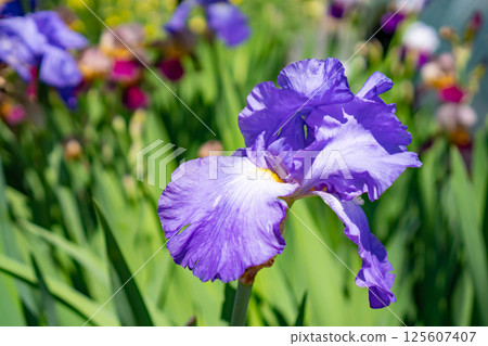 Purple flowers of German iris Purple flowers of German iris 125607407
